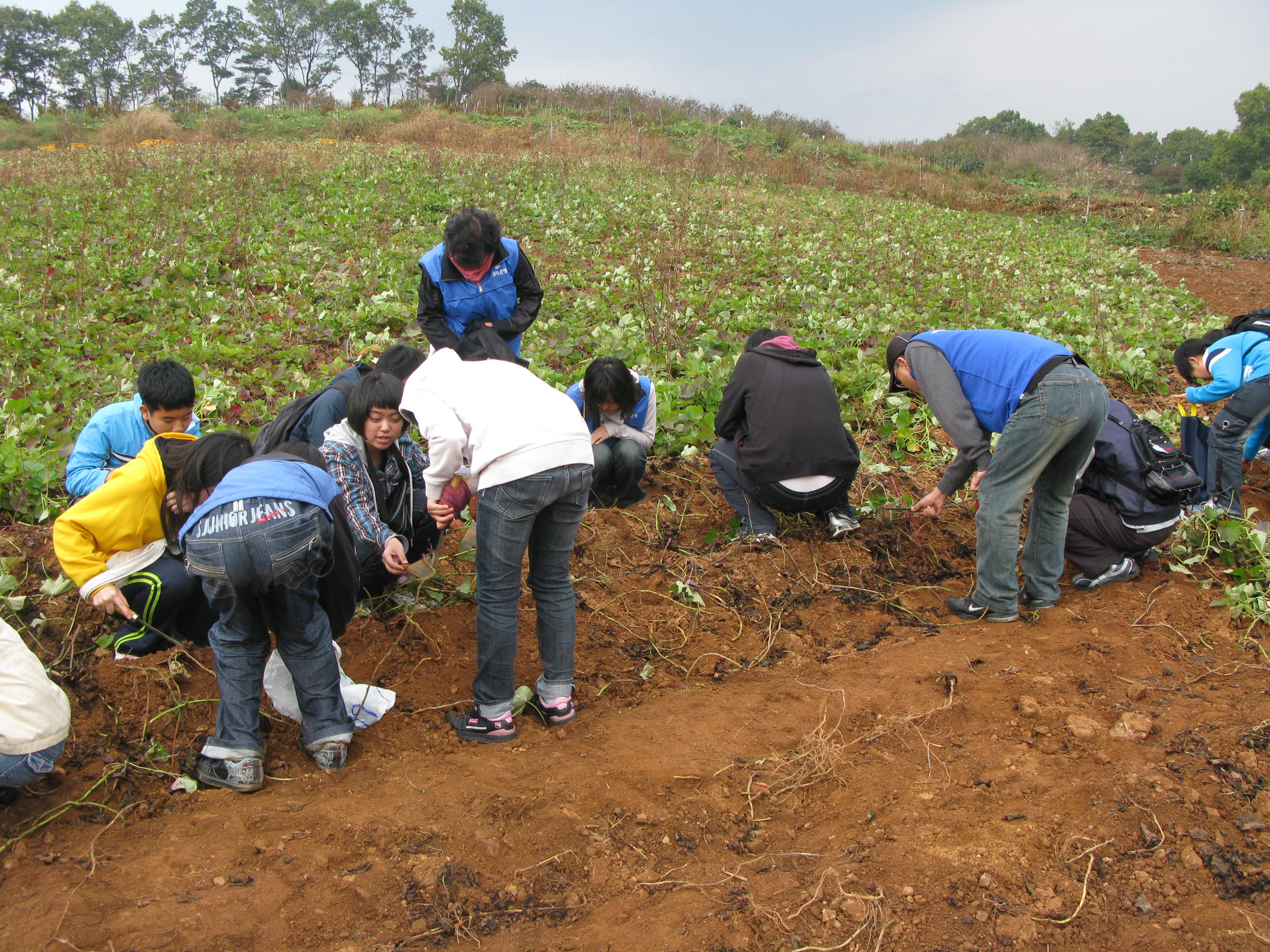 10월 신나는 토요일- 고구마캐기