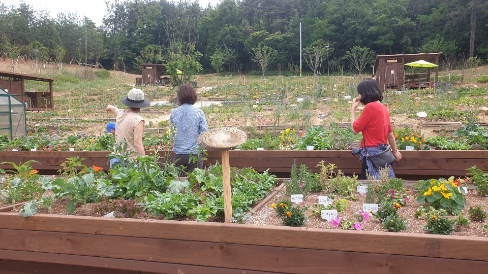 함께하는 텃밭가꿈이 패밀리팜 5월 정기 활동
