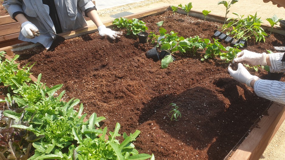 가족과 함께 하는 텃밭가꿈이 "패밀리팜" 모종심기