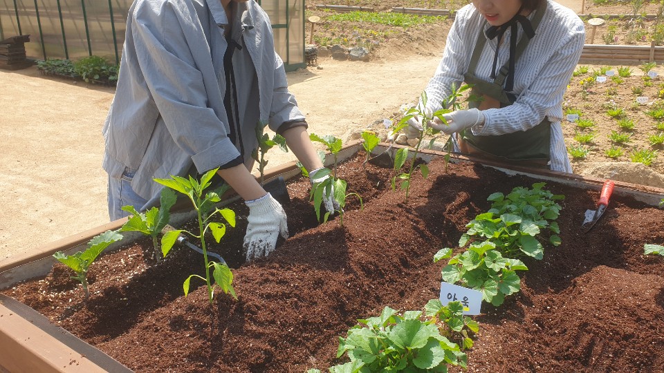 가족과 함께 하는 텃밭가꿈이 "패밀리팜" 모종심기