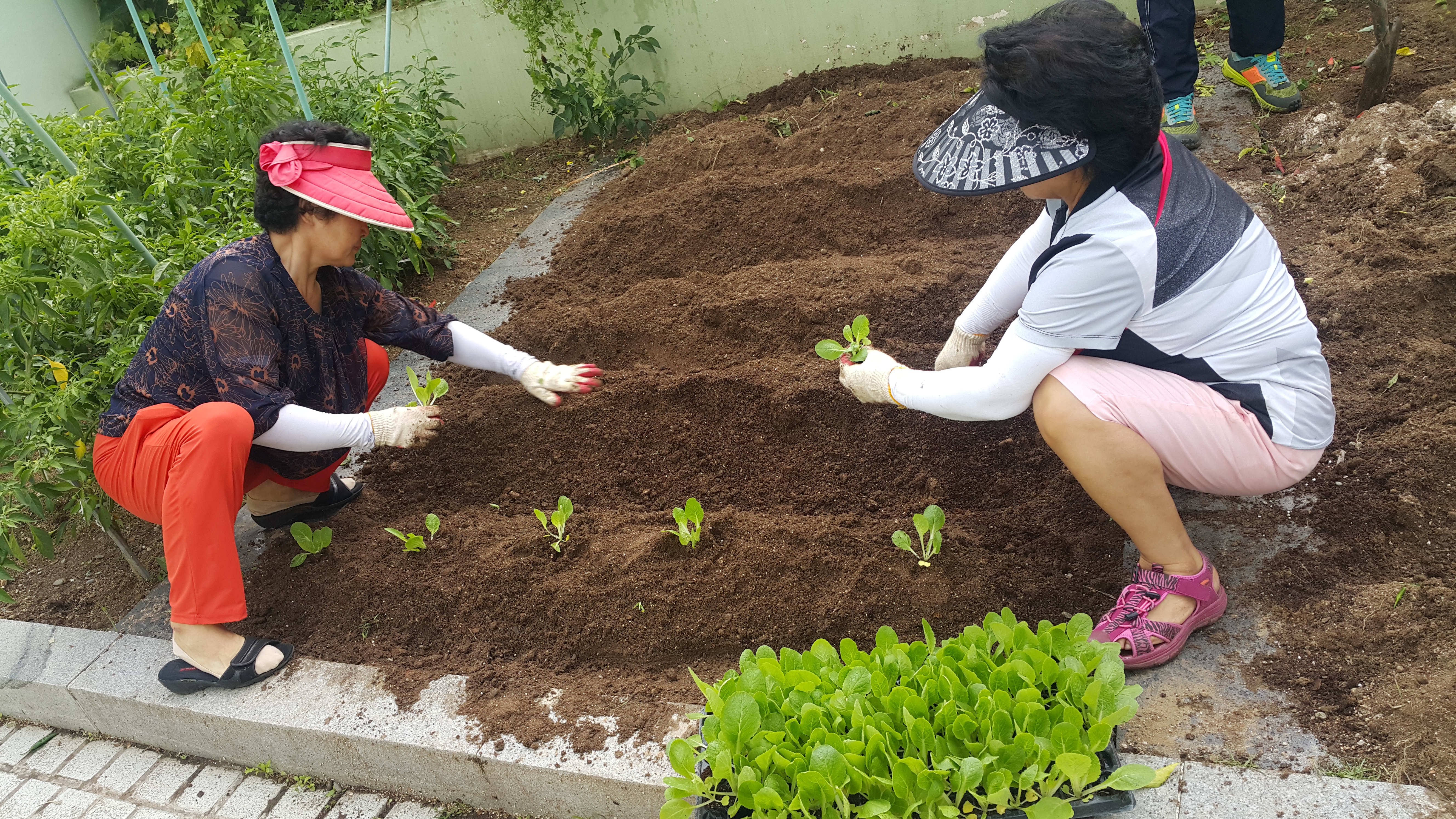 지역주민과 함께하는 싱싱한 텃밭 
