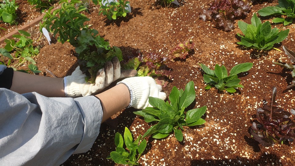 가족과 함께 하는 텃밭가꿈이 "패밀리팜" 모종심기