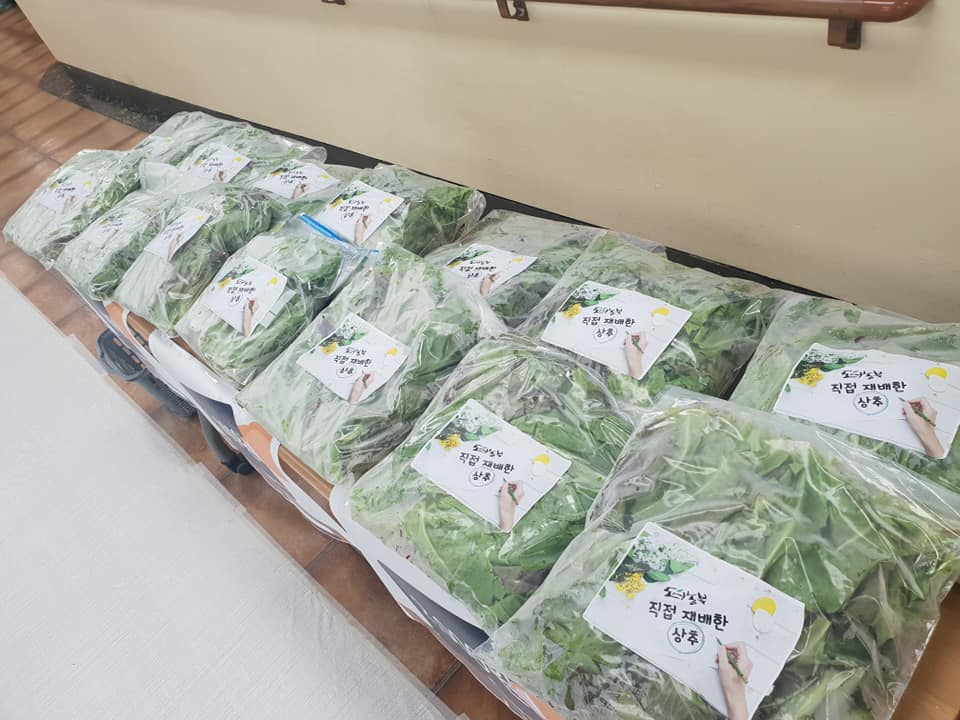 옥상텃밭이 선물해준 상추~~!!