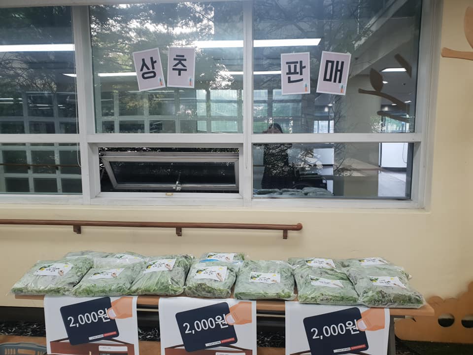 옥상텃밭이 선물해준 상추~~!!