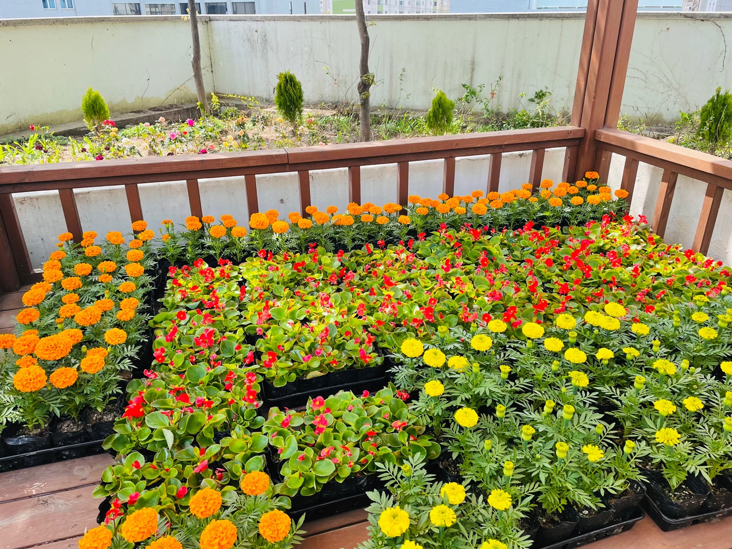 복지관 봄맞이 모종 심기 진행