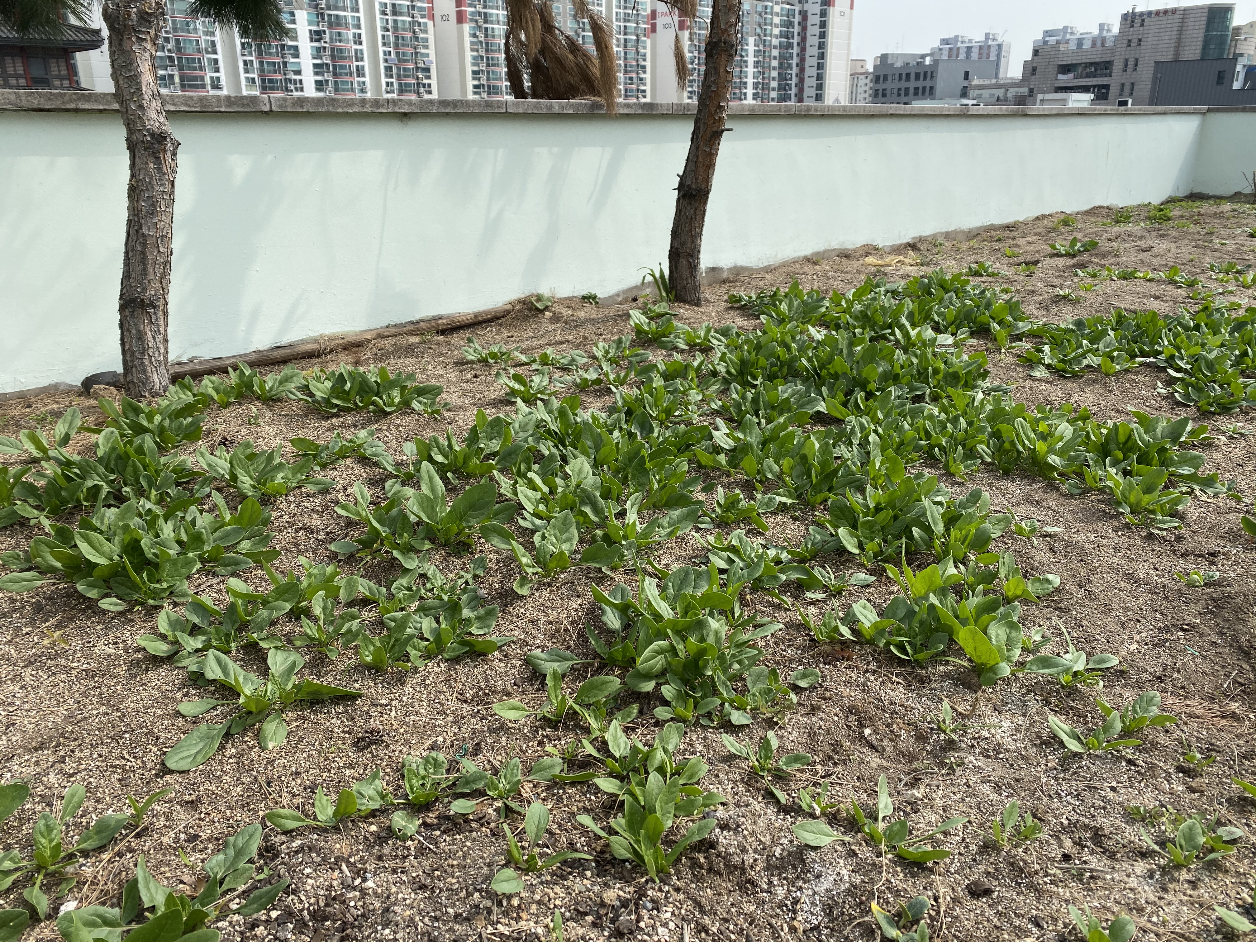 복지관 옥상텃밭 작물 나눔