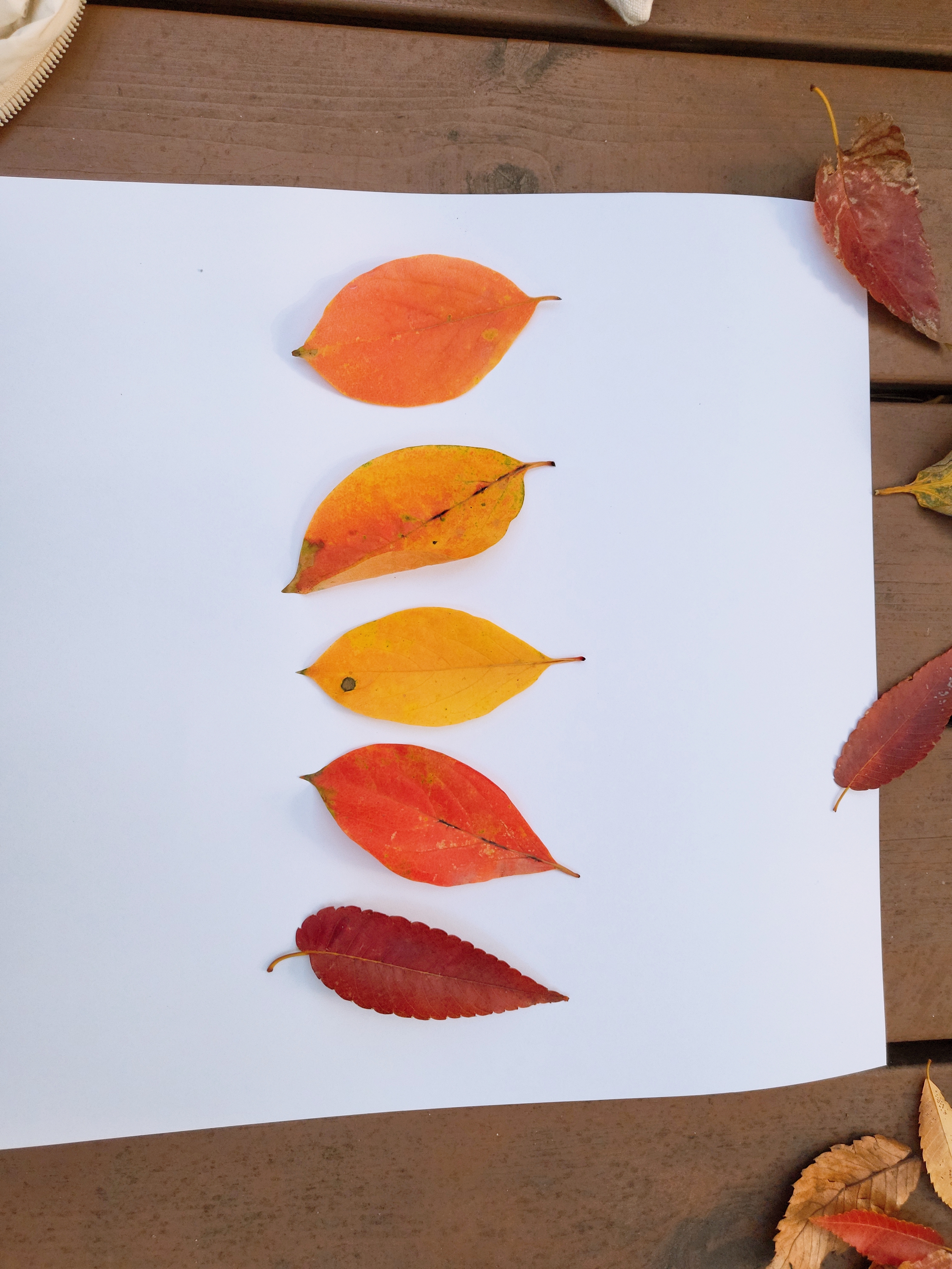 이웃만들기 8회기 활동 - 양천공원 가을 단풍 구경!