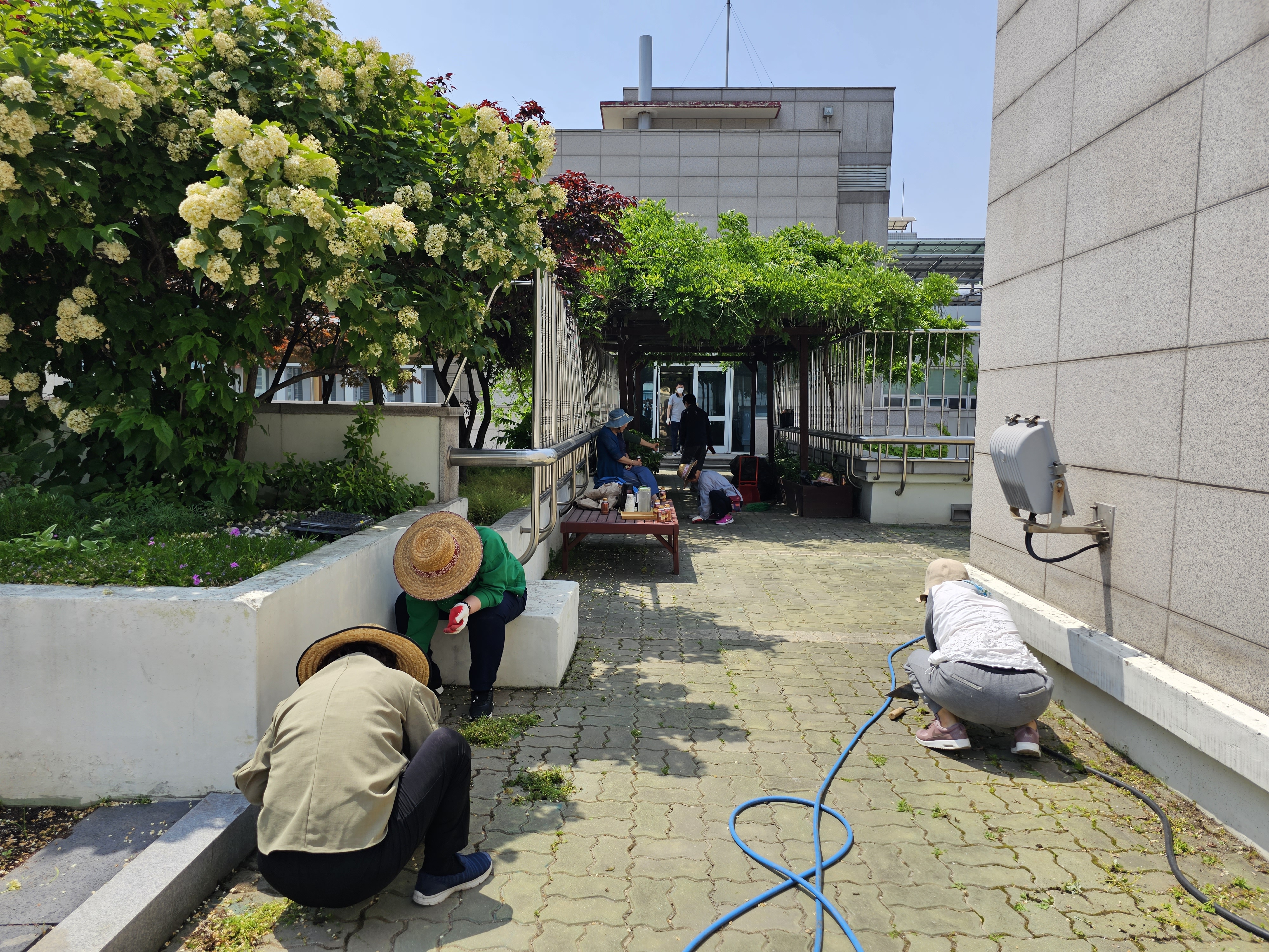 목동 자생봉사단과 함께 하는 "옥상정원 환경미화"