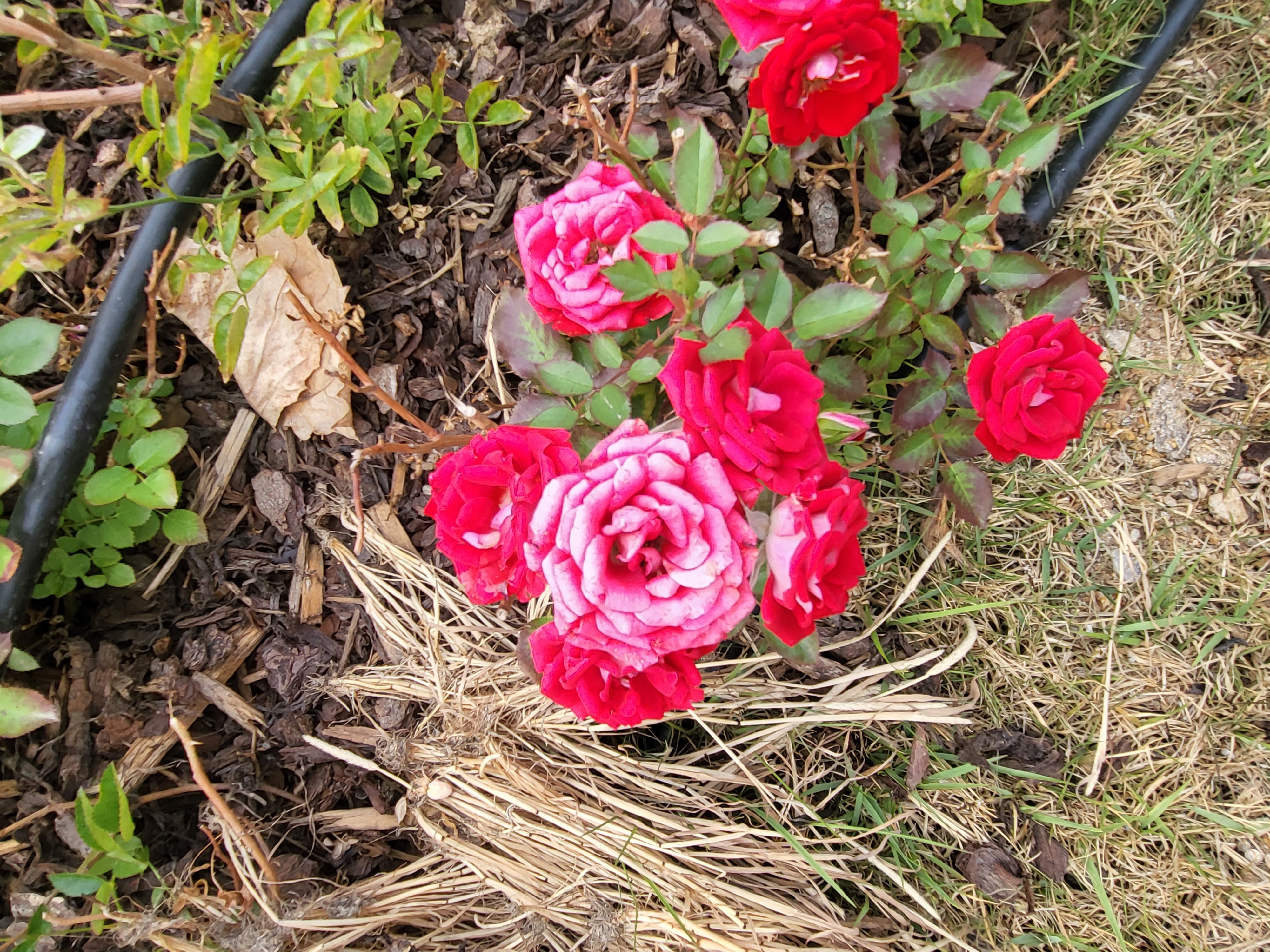 2022 이웃만들기 정기 모임 실시 - 안양천 봄꽃 나들이