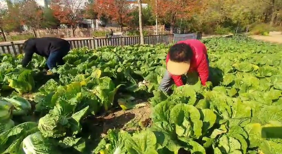 평생교육팀 옥상정원 11월 10일~12일 3일간의 김장이야기