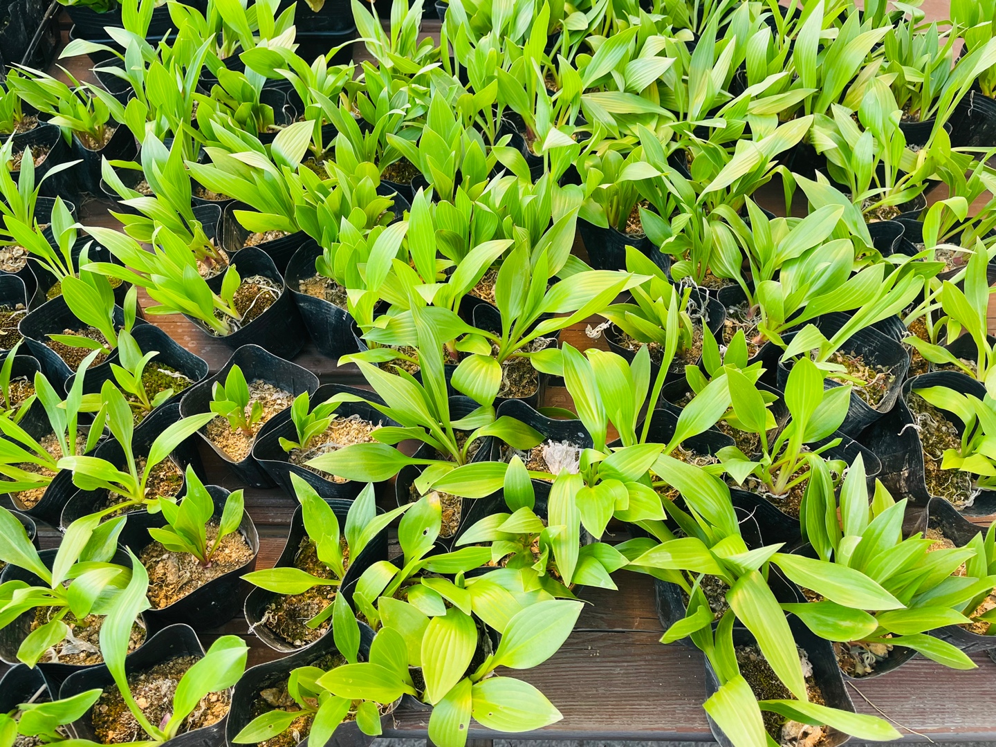 복지관 봄맞이 모종 심기 진행