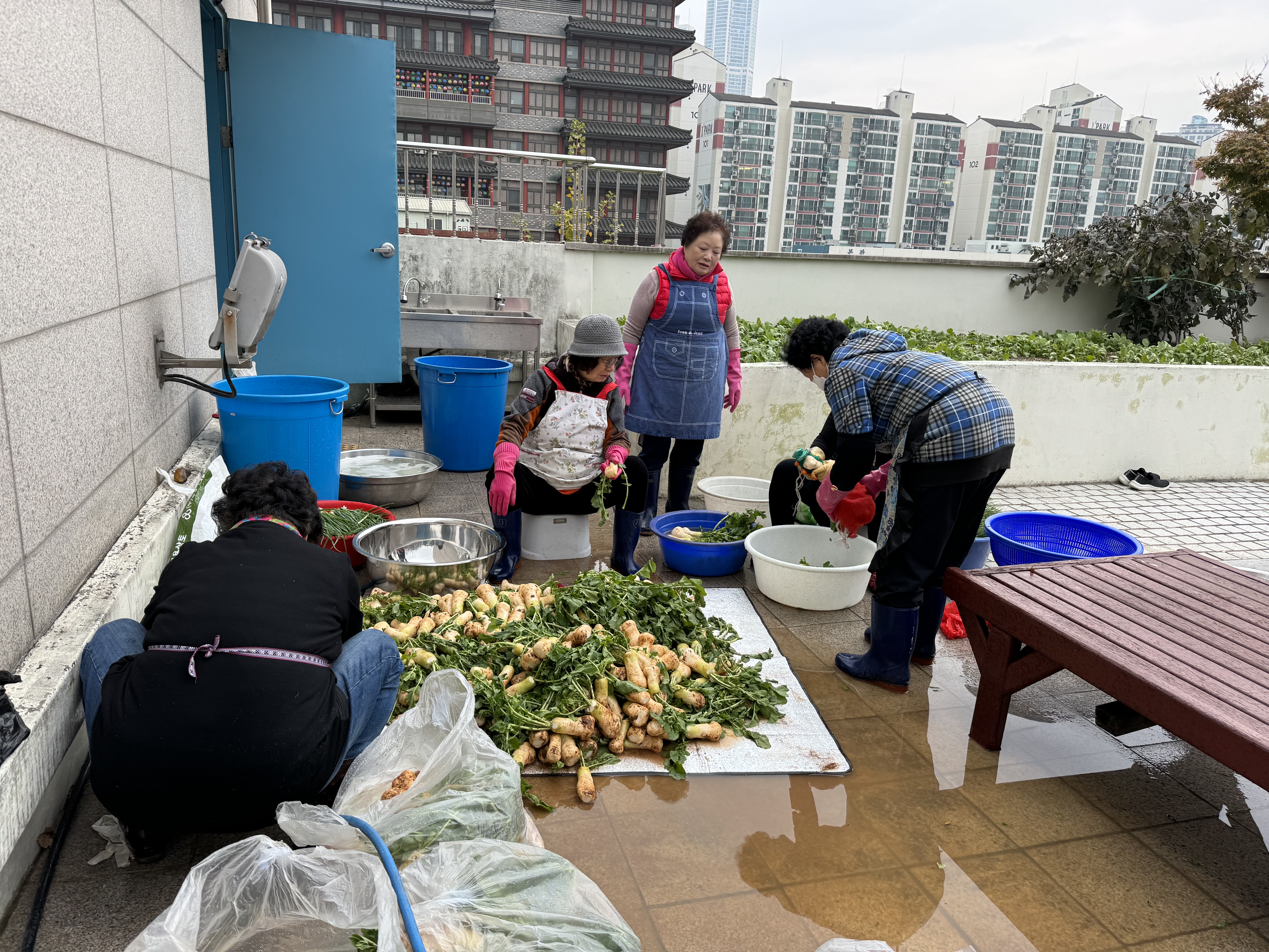 도시농부의 사랑은 김장을 싣고
